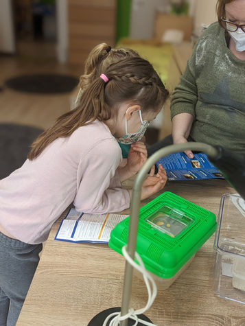 Triops & Feenkrebse: Ob sie schlüpfen?