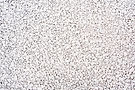 white-stone-gravel-texture-background (1).jpg