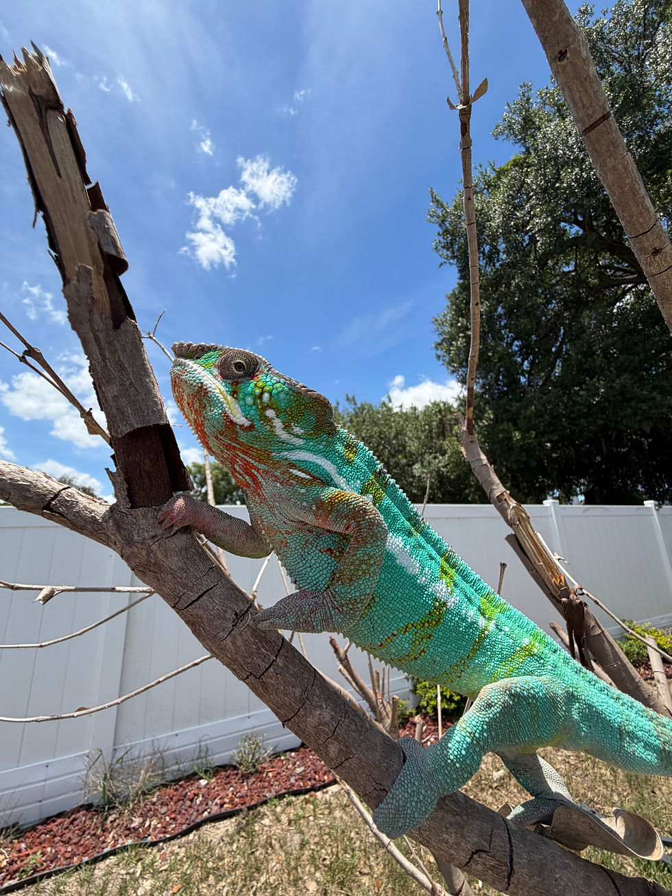 Thumbnail: Florida
