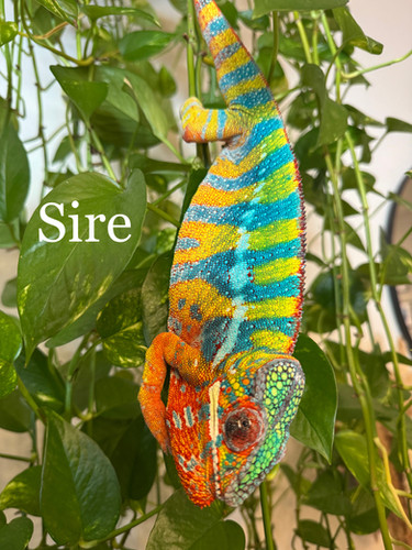 Texas | Chameleons on Wheels