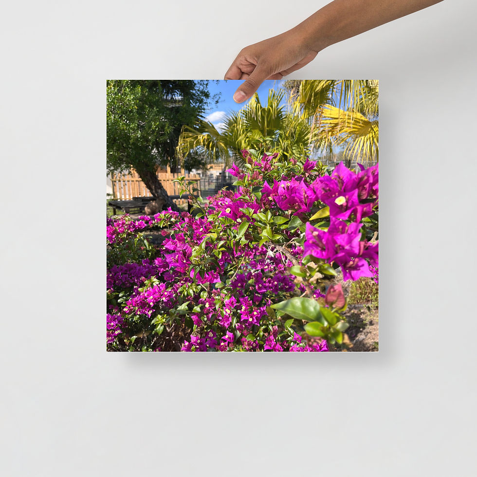 Thumbnail: Bougainvillea photo paper poster