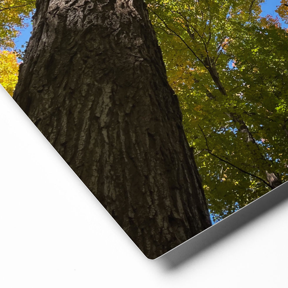 Thumbnail: Looking up in a maple grove metal prints