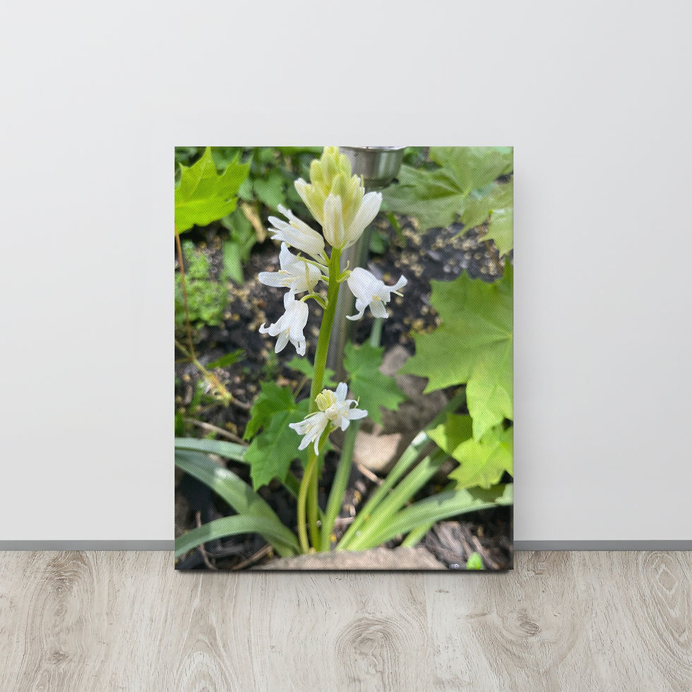 Thumbnail: Spanish Bluebell 'White City' thin canvas