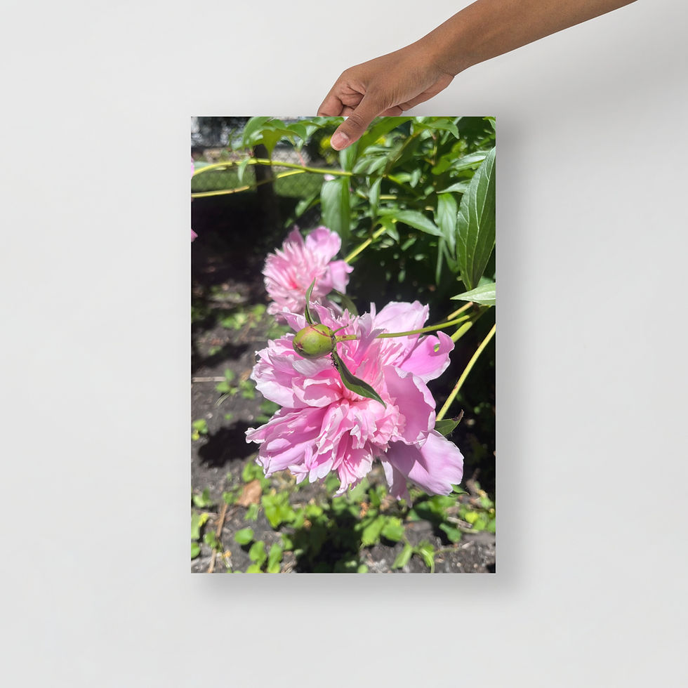 Thumbnail: Pink Peony photo paper poster