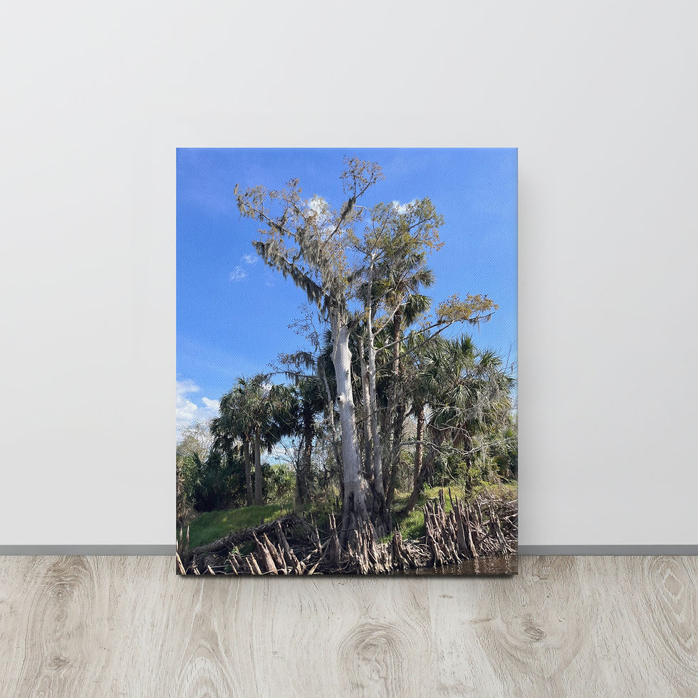 Thumbnail: Bald Cypress thin canvas