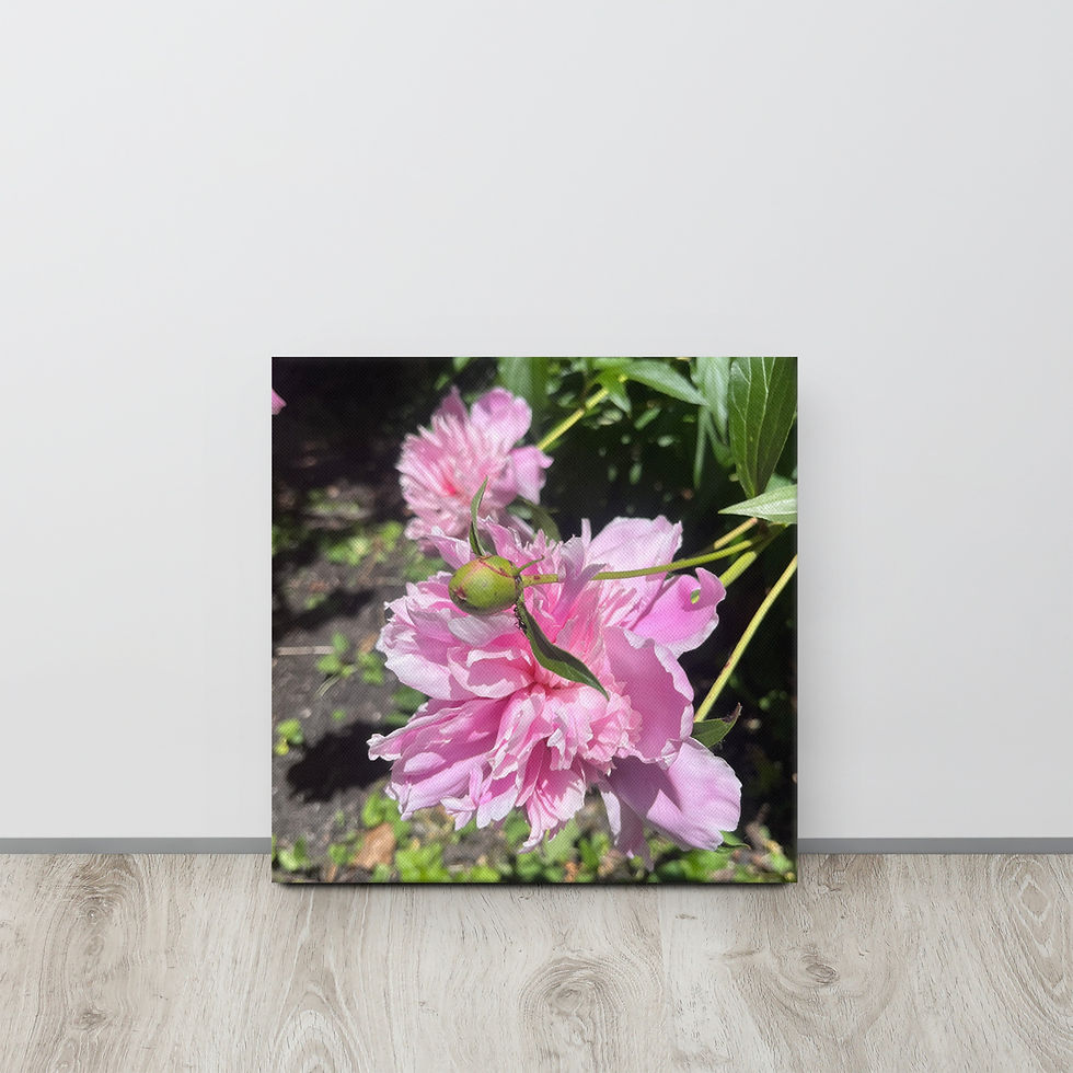 Thumbnail: Pink Peony thin canvas