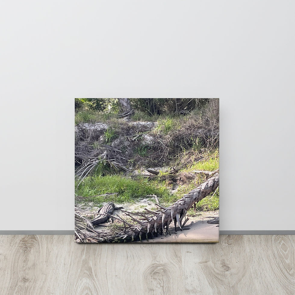 Thumbnail: Florida swamp 'Gator thin canvas