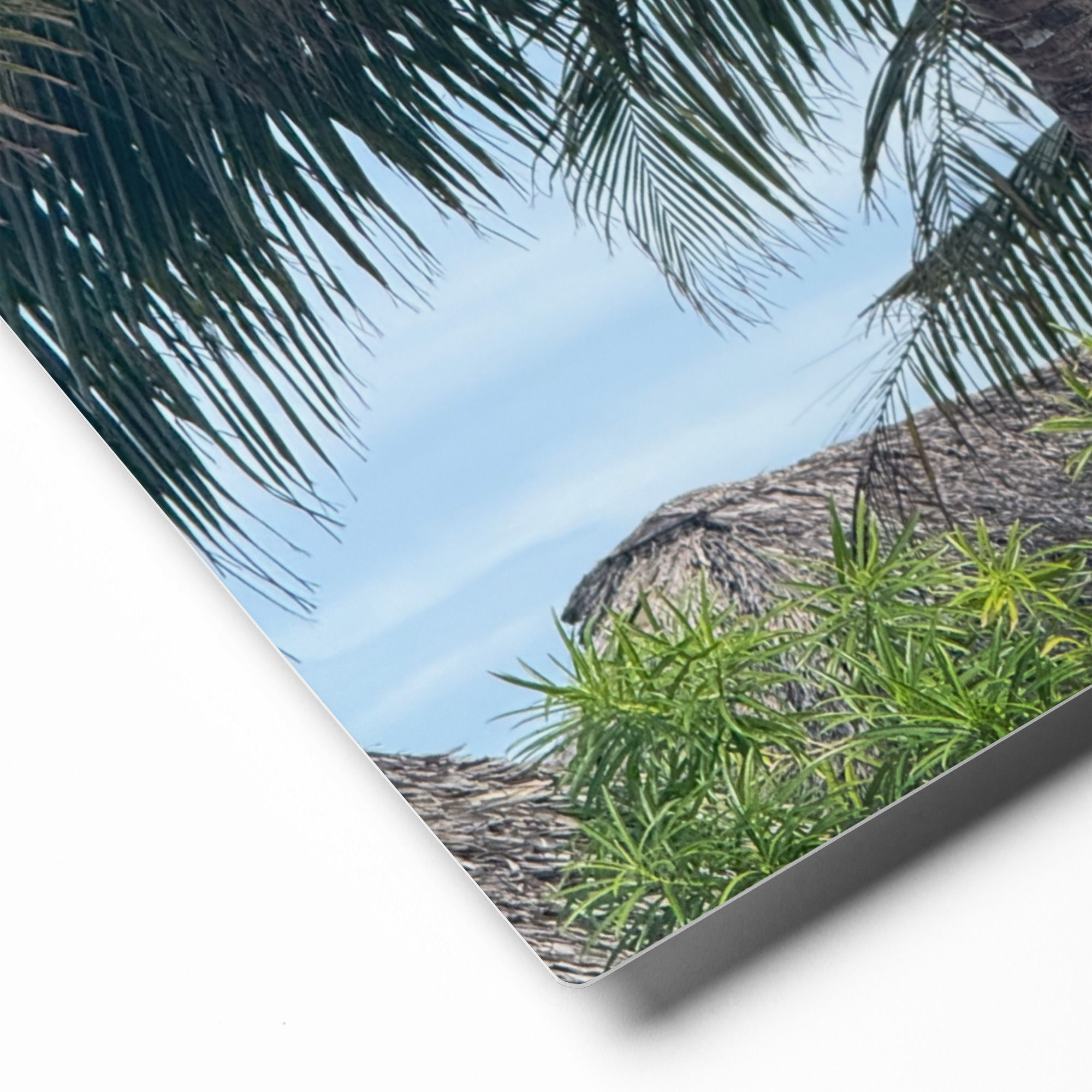 Coconut tree metal prints