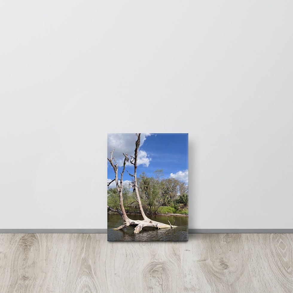 Thumbnail: Tree with Spanish Moss thin canvas