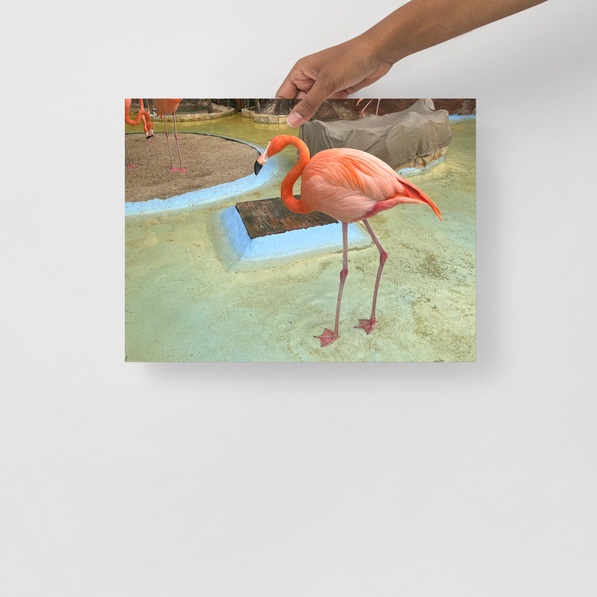 Flamingo photo paper poster