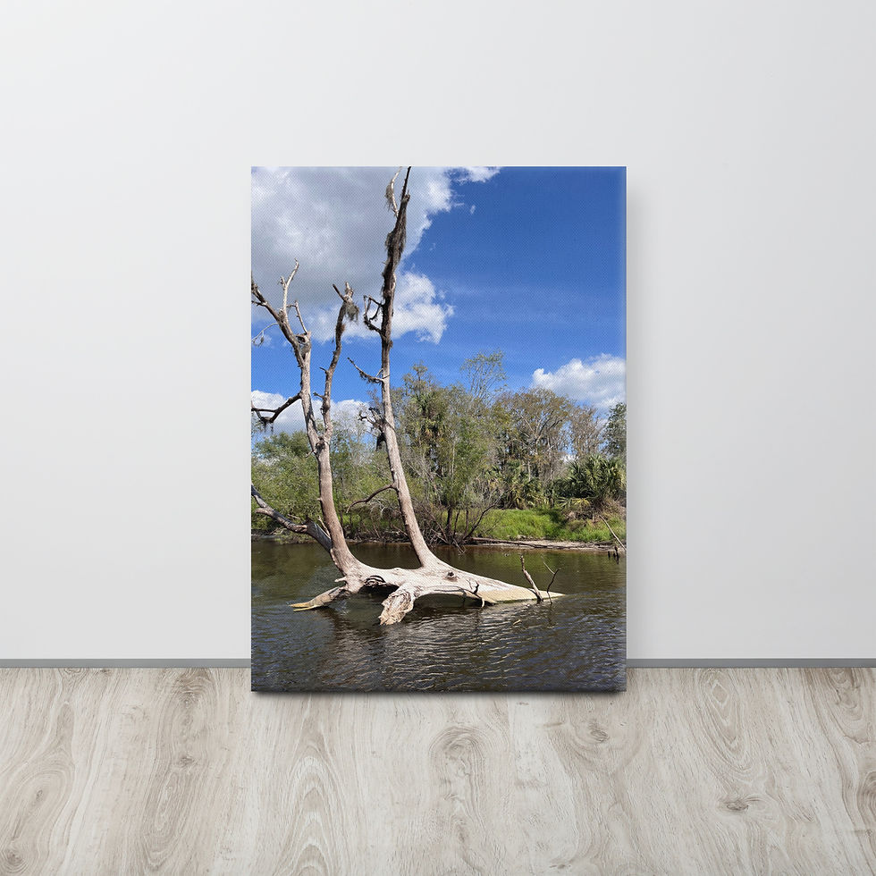 Thumbnail: Tree with Spanish Moss thin canvas