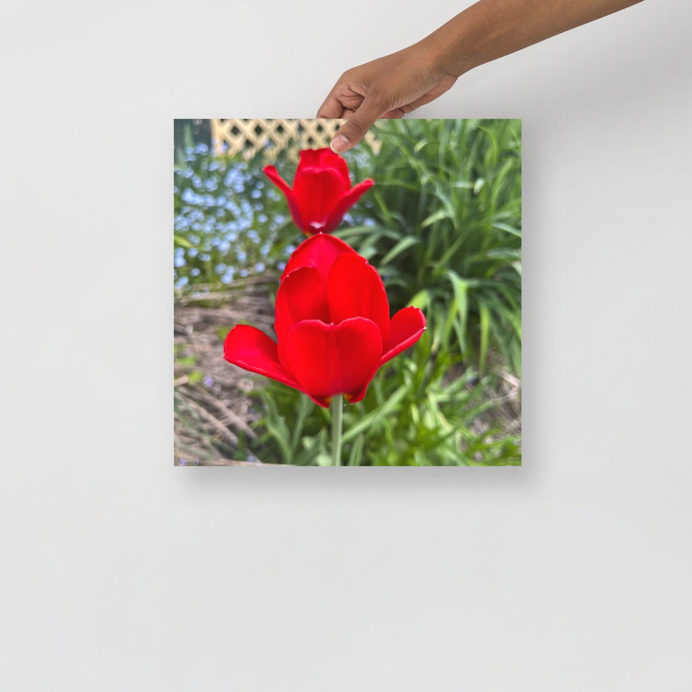 Thumbnail: Red Tulip photo paper poster