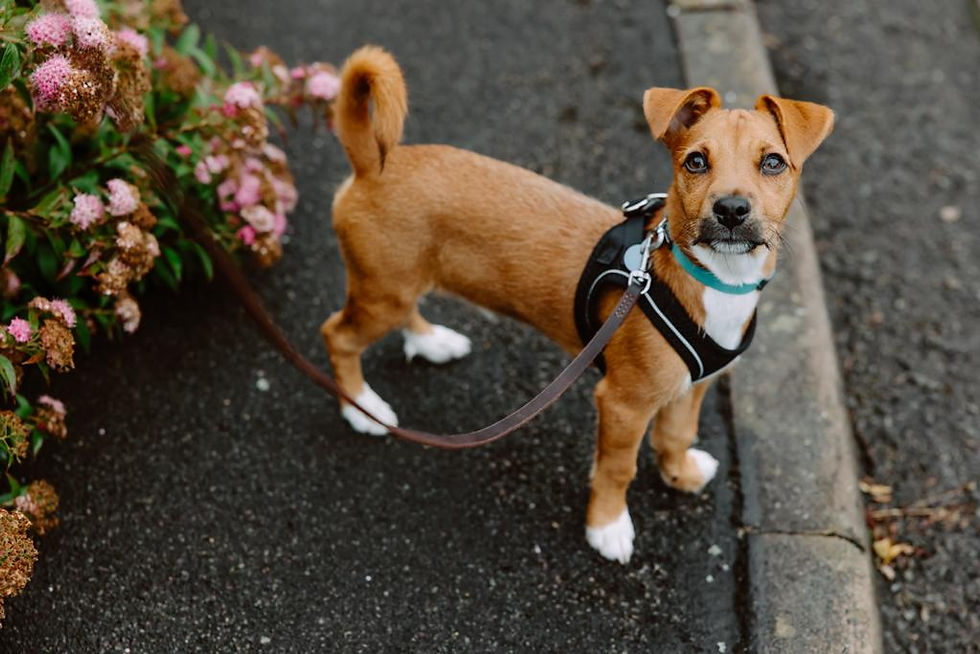 Thumbnail: Leather Dog Lead/BABY/10x4mm training/walking thin leather leash for small dogs