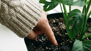 คู่มือการรดน้ำต้นไม้ในฤดูหนาว: หน้าหนาว... ต้นไม้ไม่ได้ต้องการผ้าห่ม แต่ต้องการ "น้ำ" ที่พอดี