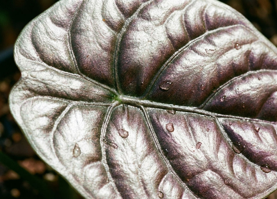 Structural Variegation