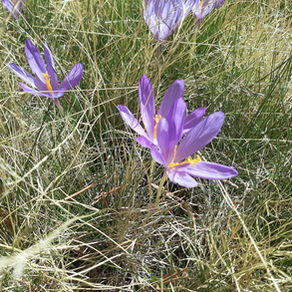 En plein cœur du printemps, un bain de forêt