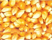 Maize.jpeg