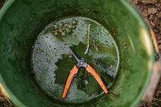Weinlese-Reportage-Weingut-Lena-Geib