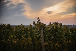 Weinlese-Reportage-Weingut-Lena-Geib