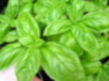 Basil, Italian Large Leaf - Transplant
