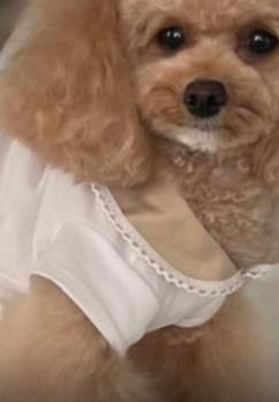 Thumbnail: Petunia Dress