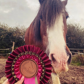 heavy horse posing next to a rosette