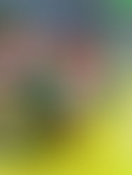 Sepik 9s to stage 6th edition