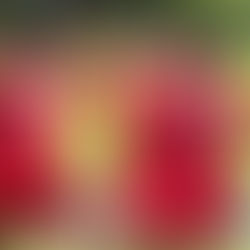 PNG Bilums Routed Vanuatu