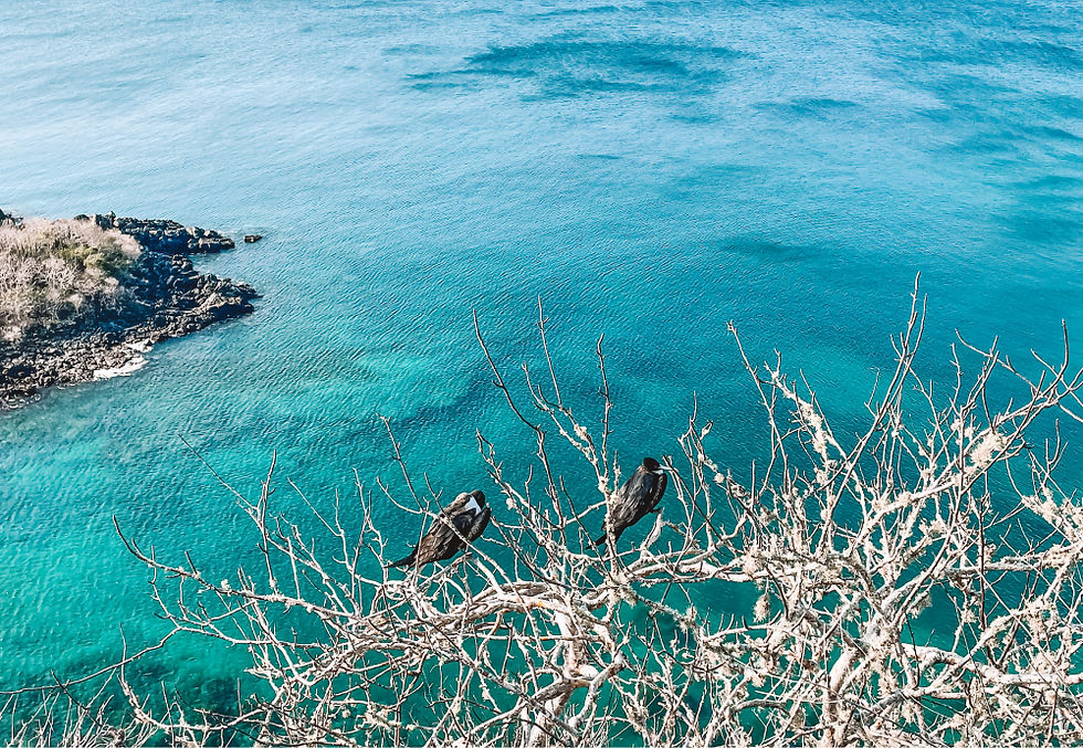 snorkel en Bahía Darwin