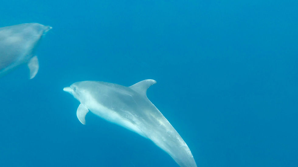 Thumbnail: SAN CRISTÓBAL - Kicker Rock DIVING Adventure