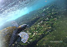 snorkel_tortuga_galapagos