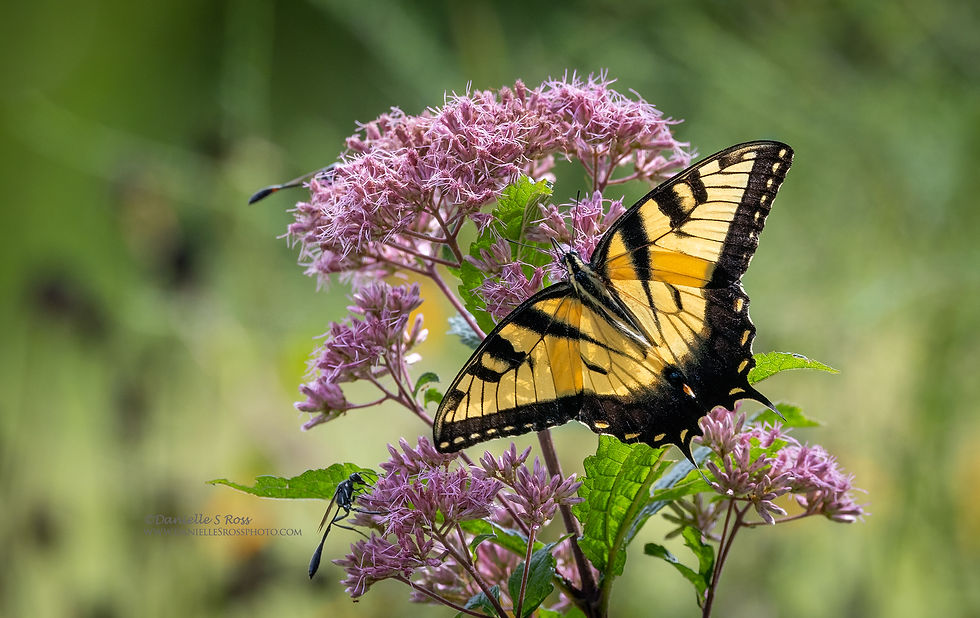 5A2117 Eastern tiger swallowtail GA USA