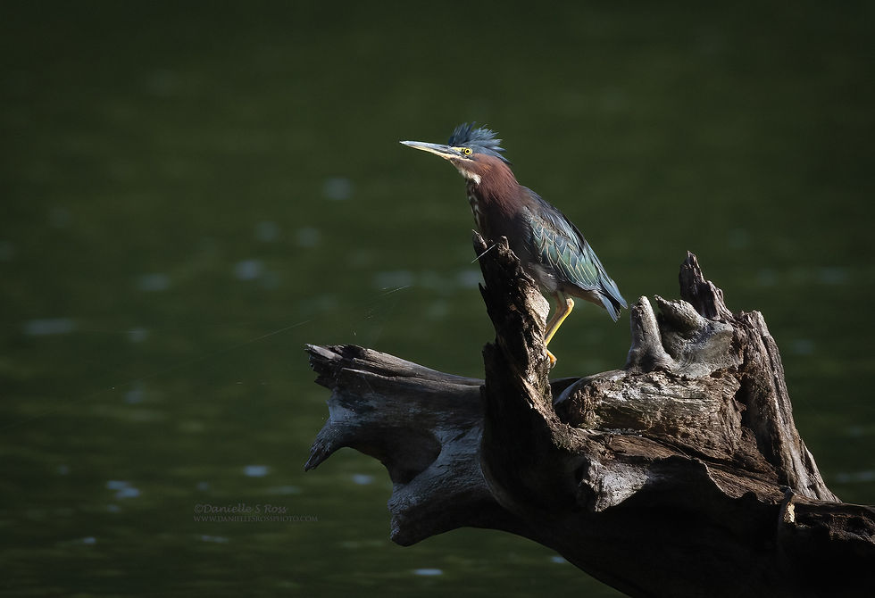 5A4760 Green heron GA USA