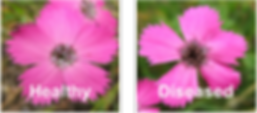 health vs diseased.png