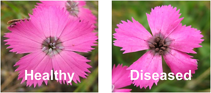 health vs diseased.png