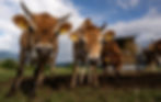 A sustainable organic farm, clean food and eco-hotel nestled in the foothills of the Balkans.