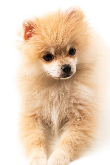 Cachorro de Pomerania y primera muda del manto