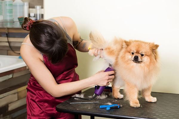 Pomerania mostrando su manto para explicar los riesgos de cortar el pelo.