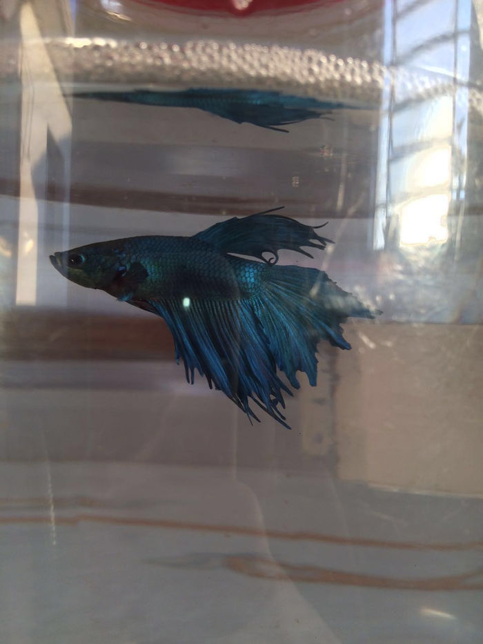 Betta Fotos