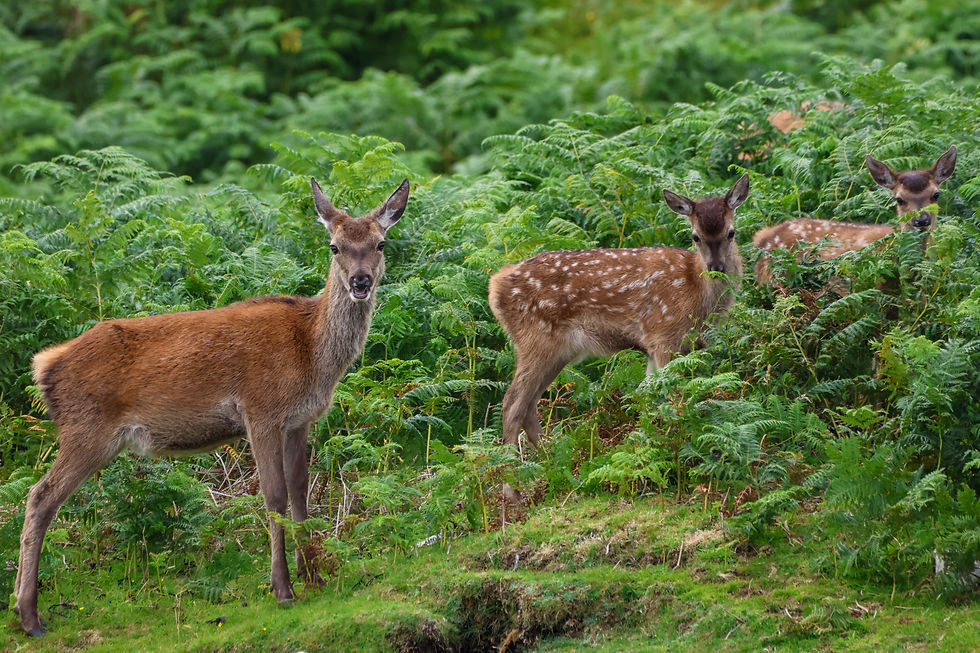 Red deer fawns among the bracken, photographed from Lady Anne Wildlife Cruises in North Uist