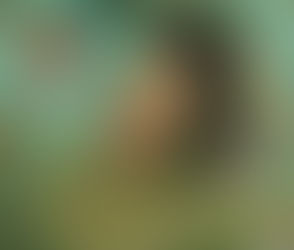 Taylor Swift shares details about upcoming album ‘The Life of a Showgirl