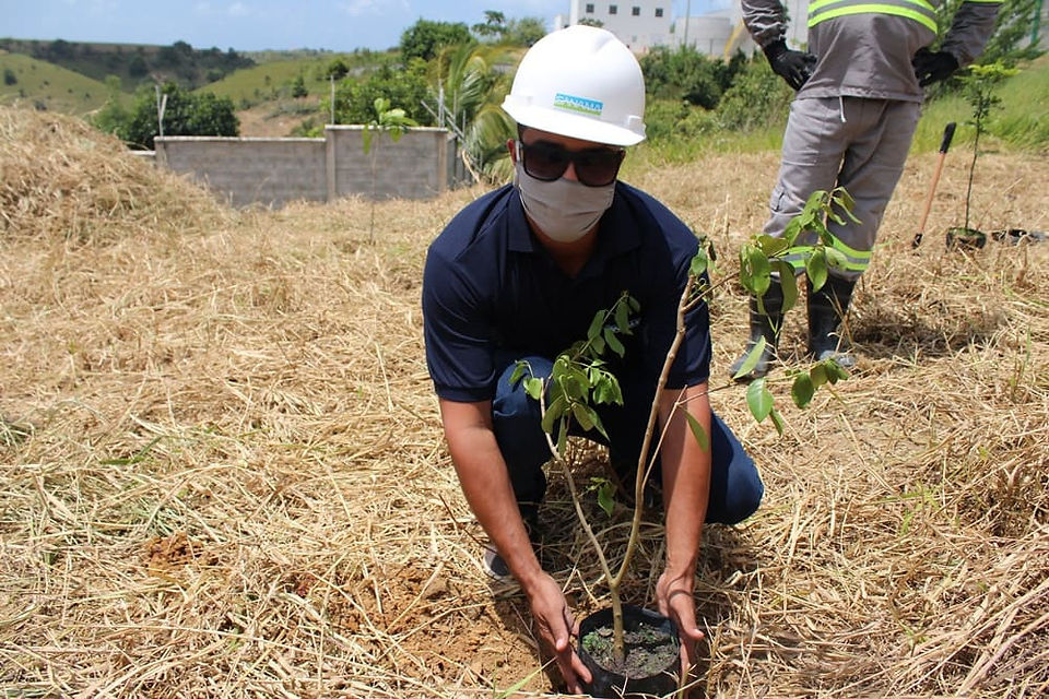 GS Inima Brasil celebra o Dia da Árvore com ações sustentáveis em SP, MG, RS e AL, reforçando seu compromisso ambiental.