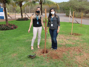 GS Inima Brasil celebra o Dia da Árvore com ações sustentáveis em SP, MG, RS e AL, reforçando seu compromisso ambiental.
