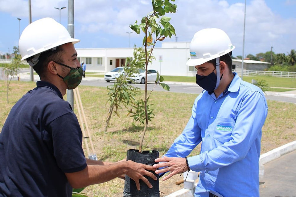 GS Inima Brasil celebra o Dia da Árvore com ações sustentáveis em SP, MG, RS e AL, reforçando seu compromisso ambiental.