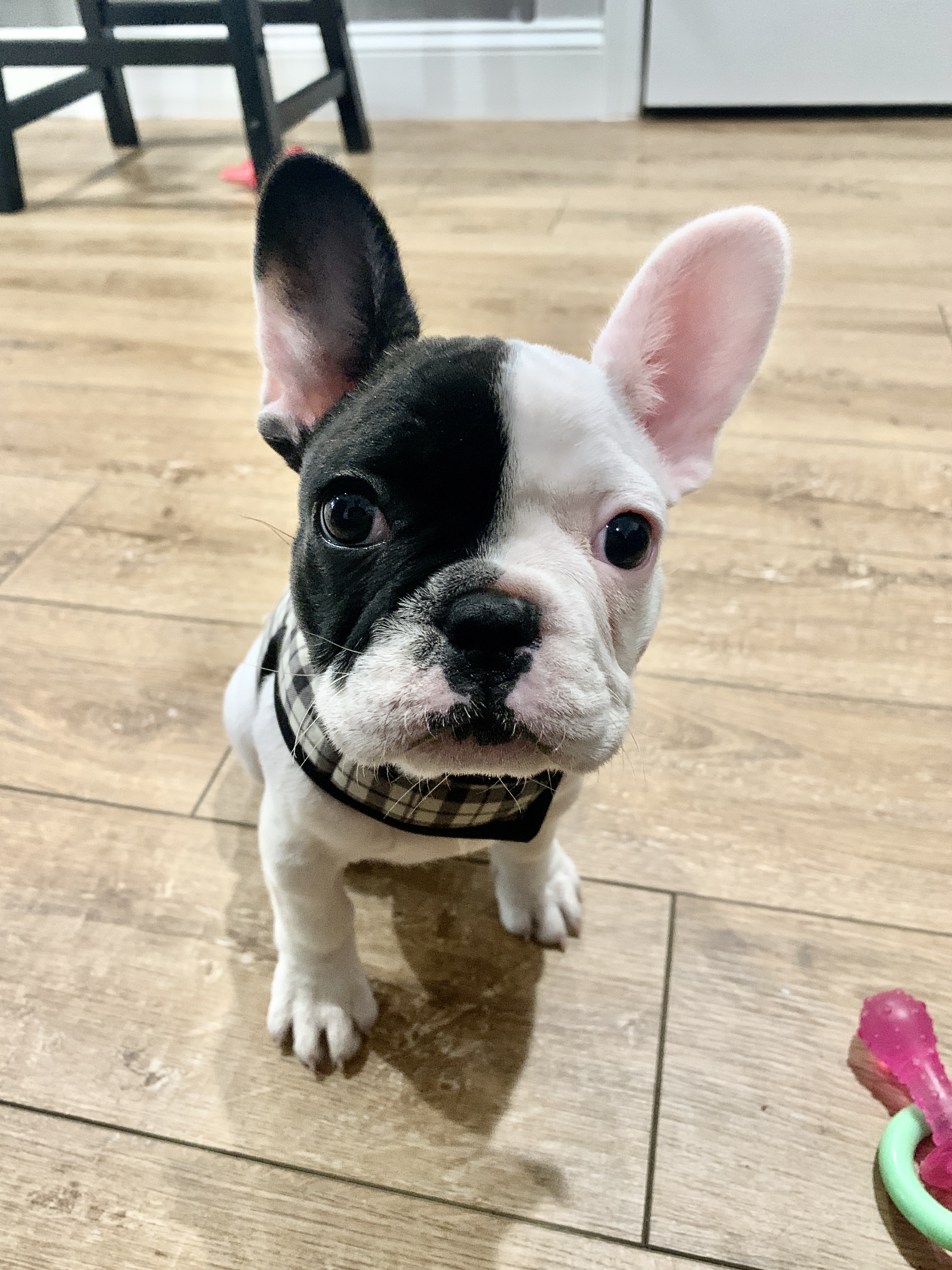 My new puppy, Olive