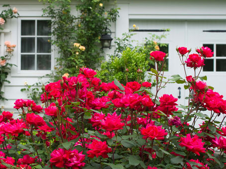 When is the Ideal Time to Prune Rose Bushes for Optimal Bloom?