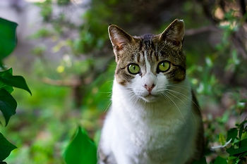 Imagem Gato em meio à natureza