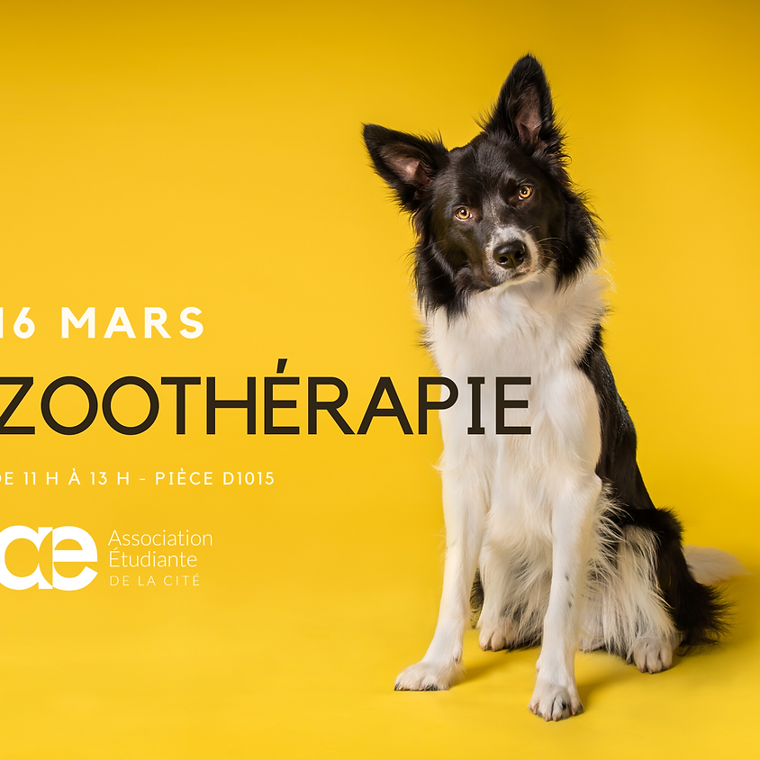 Zoothérapie de chiens