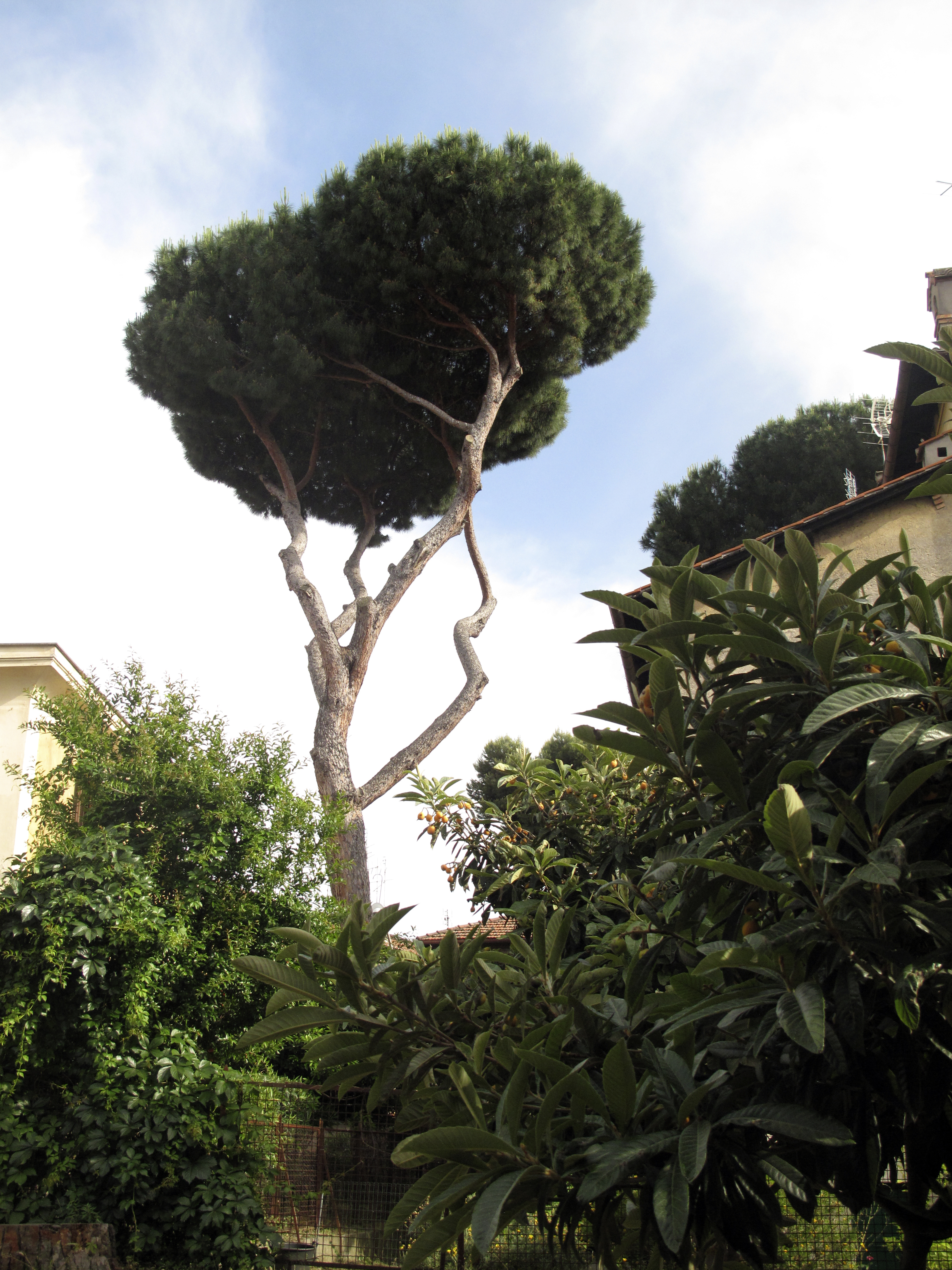 Umbrella Pine, Rome, Italy