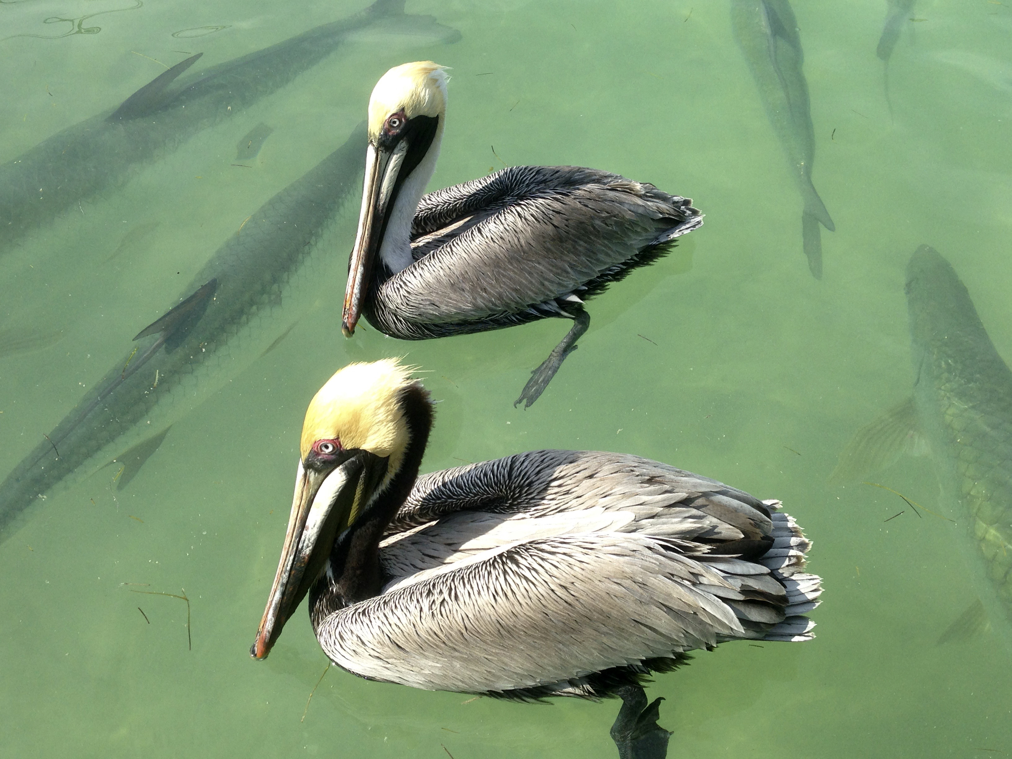 Pelicans and Tarpin, Florida Keys